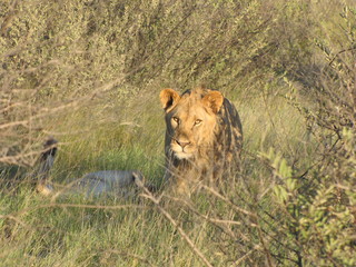 Afrika Tiere Natur