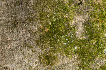 natural background of wood bark and moss.