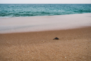 Newborn baby sea turtle close to the ocean, Sri Lanka