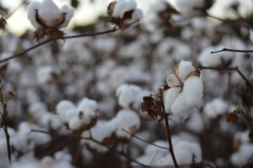 cotton planting