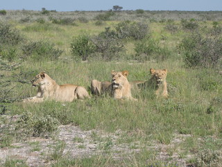 Afrika Tiere Natur