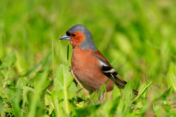 Single male Chaffinch bird on the grassy wetlands of Biebrza river in Poland during a spring nesting period