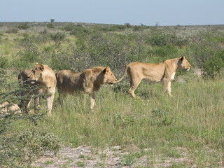 Afrika Tiere Natur