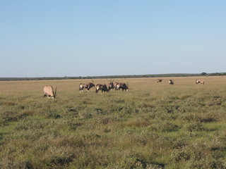 Fototapeta premium Afrika Tiere Natur