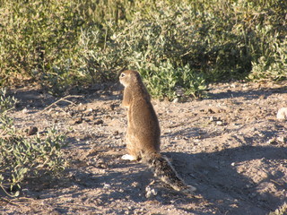 Afrika Tiere Natur