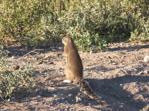 Afrika Tiere Natur