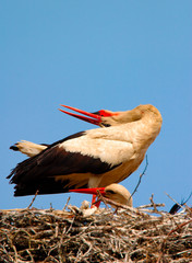 White Stork birds on a nest during the spring nesting period
