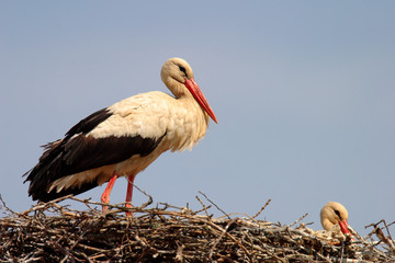 White Stork birds on a nest during the spring nesting period
