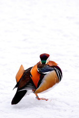 Single male Mandarin Duck bird on snow during a winter period