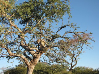 Afrika Tiere Natur