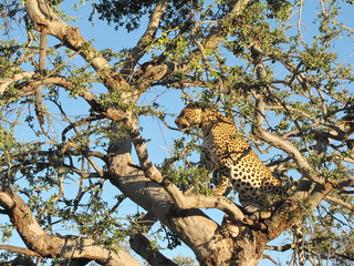 Obraz premium Afrika Tiere Natur