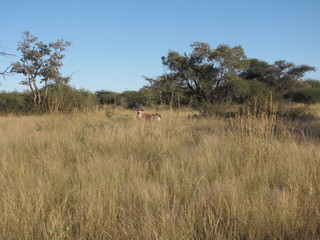 Afrika Tiere Natur