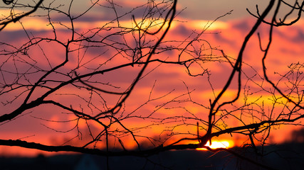Fototapeta na wymiar Sonnenuntergang in Frühling mit Baum und Ästen