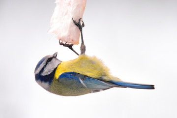 Single Blue tit bird feeding on a pork fat during a winter period © Art Media Factory