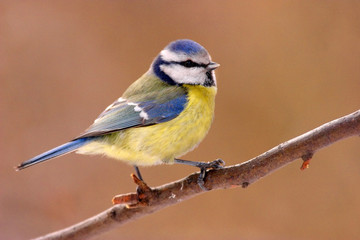 Single Blue tit bird on a tree branch during a spring nesting period
