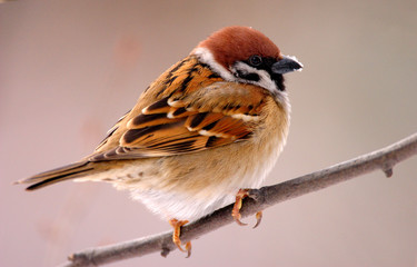 Single Tree Sparrow bird on a tree branch during a spring nesting period
