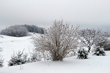 Beautiful winter landscape with snow-covered trees and fog.