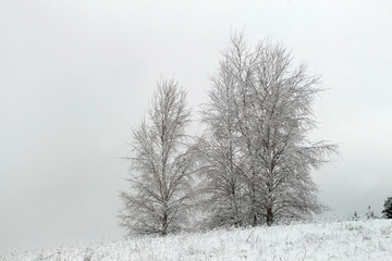 Fototapeta na wymiar Beautiful winter landscape with snow-covered trees and fog.