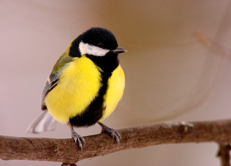 Single Great tit bird on a tree branch during a spring nesting period © Art Media Factory