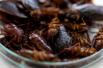 Close-up cockroach for study finding parasites in laboratory.