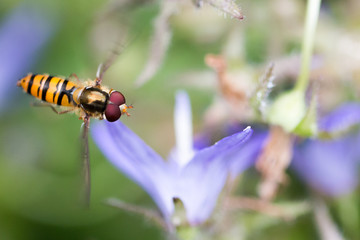 hovering
