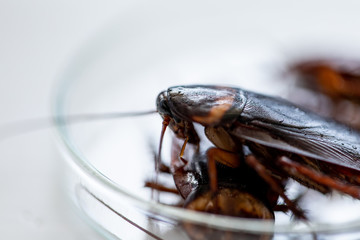 Close-up cockroach for study finding parasites in laboratory.