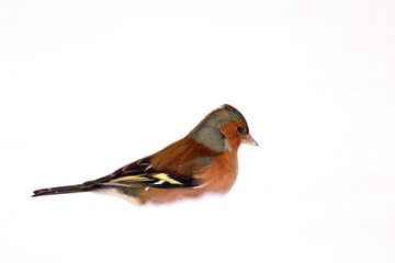 Single male Chaffinch bird on a snowy ground during a winter period
