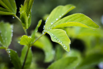 raindrops