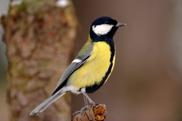 Fototapeta premium Single Great tit bird on a tree branch during a spring nesting period