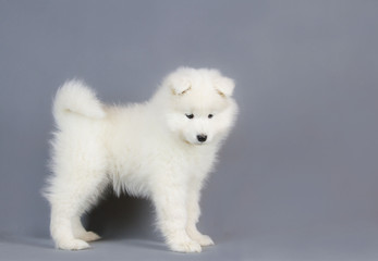 Samoyed puppy posing in the studio grey background. Show puppy.