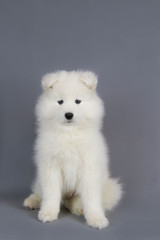 Samoyed puppy posing in the studio grey background. Show puppy.