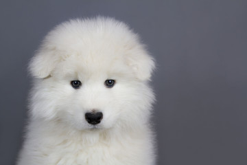 Samoyed puppy posing in the studio grey background. Show puppy.