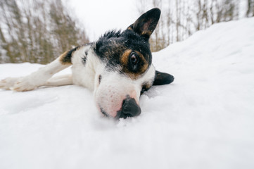 Closeup funny portrait of lovely puppy playing with snow. Purebred dog sliding her muzzle  into...