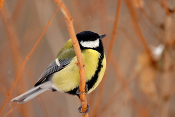 Single Great tit bird on a tree branch during a spring nesting period © Art Media Factory