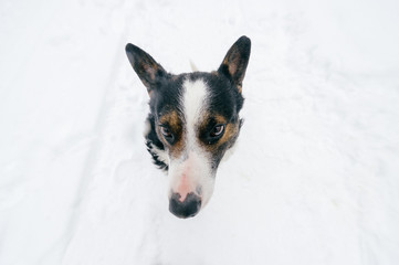 Portrait from above of kind human`s friend - faithful dog looking up at owner with funny smiling muzzle and ready to play. Cute puppy showing tongue and waiting for food. Happy pet in snow outdoor.