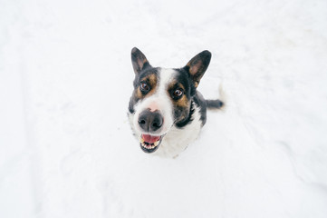 Portrait from above of kind human`s friend - faithful dog looking up at owner with funny smiling muzzle and ready to play. Cute puppy showing tongue and waiting for food. Happy pet in snow outdoor.