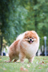 Super beautiful pomeranian dog posing outside after dog show.