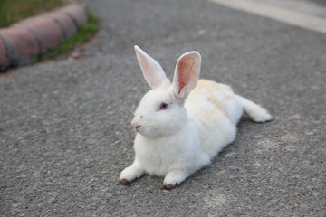 white rabbit in the garden