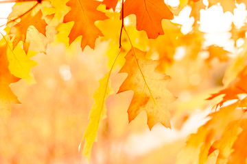 Naklejka na ściany i meble Yellow oak leaves against the sun, change of season
