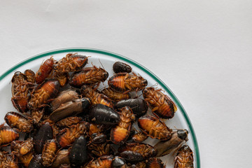 Close-up cockroach for study finding parasites in laboratory.