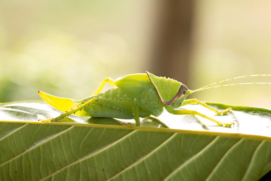 Baby of green giant katydid on leaf with natural background