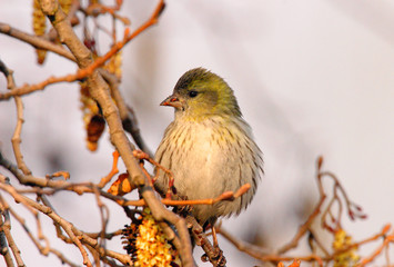 Single male Siskin bird on a tree branch during a spring nesting period
