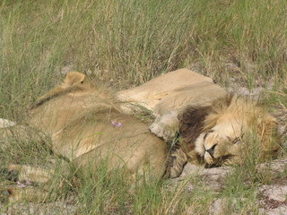 Afrika Tiere Natur