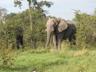 Obraz premium Afrika Tiere Natur