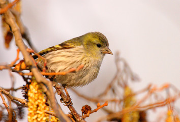 Single male Siskin bird on a tree branch during a spring nesting period