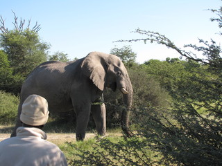 Afrika Tiere Natur