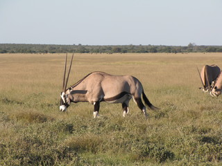 Fototapeta premium Afrika Tiere Natur