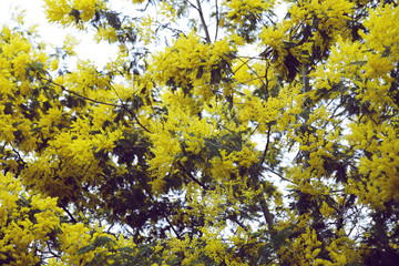 Mimosa Flower Tree