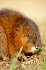 Single Muskrat rodent on a grassy Biebrza river wetlans during the early spring mating period