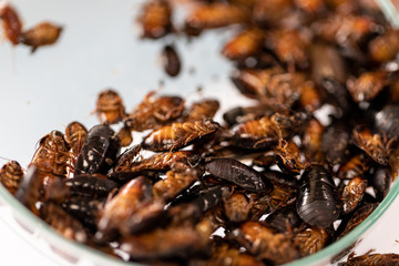 Close-up cockroach for study finding parasites in laboratory.